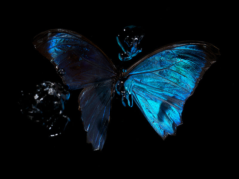 Submerged Dreams: Morpho Blue Butterfly Chronicles