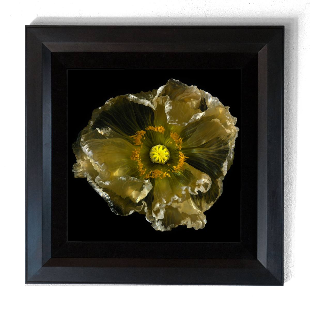 Glass Plate 2733, analogue glass photograph by Alexander James Hamilton