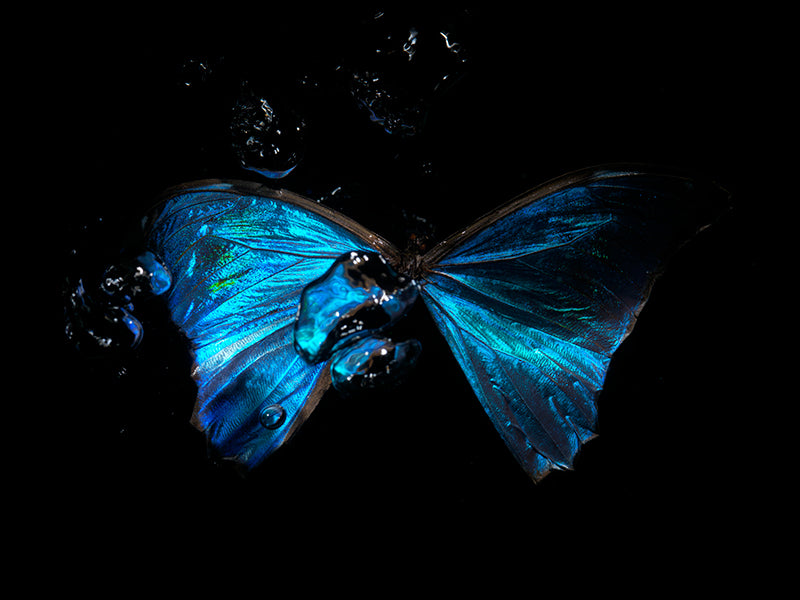 Whispers of Transience: Butterfly Reflections in the Deep Blue