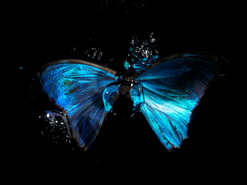 Morpho Blue Butterfly Below the Surface