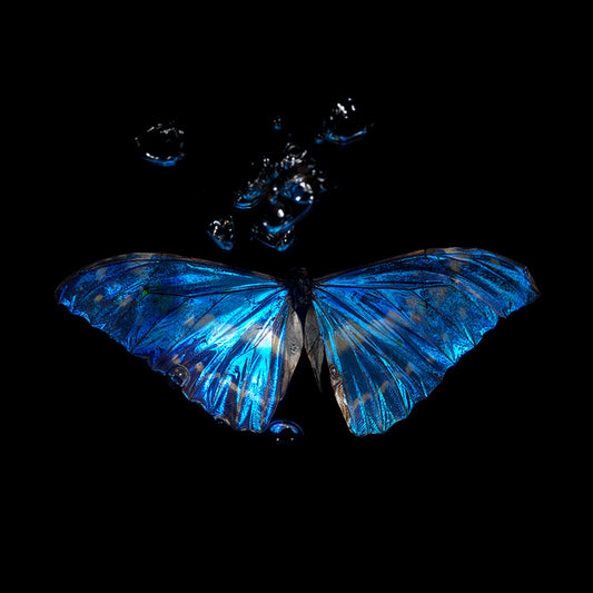 Butterfly Ballet in Blue: Underwater Elegance