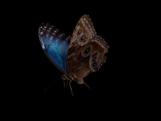 Ripples of Existence Underwater Photography in Vanitas Style
