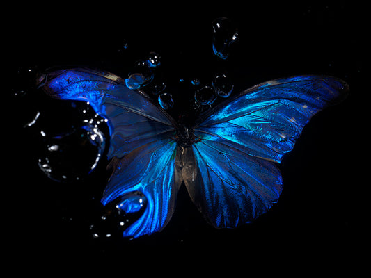 Butterfly Waltz: Underwater dance of Nature