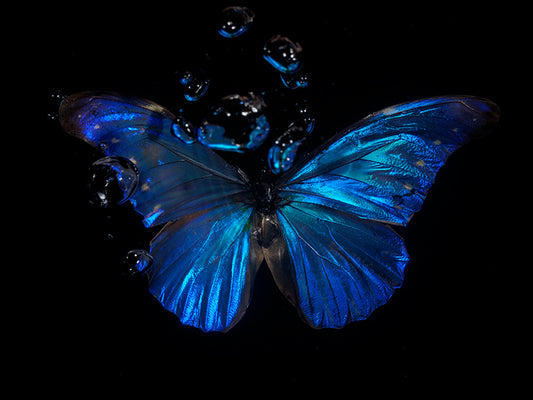 Azure Blue Ballet: Underwater Reflections on the Tragedy of Life with Butterflies