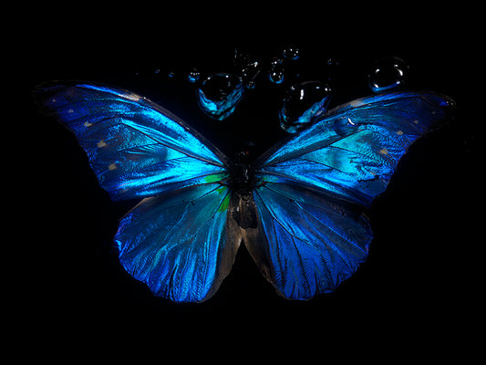 Butterflies in Bloom: Underwater Portraits of Rare Species
