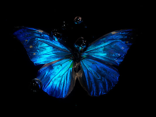 Aquatic Dance In Nature Butterflies Below the Water's Edge