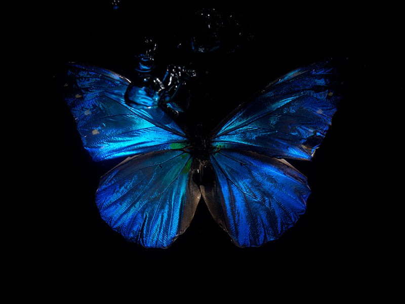 Ripples of Life: Underwater Ballet Rich Blue Butterflies