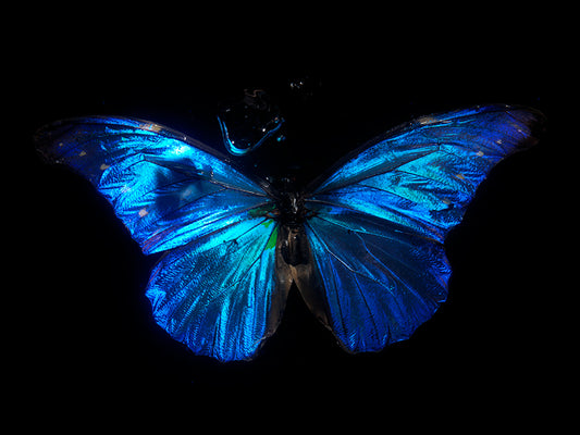 Underwater Echoes of nature dancing underwater