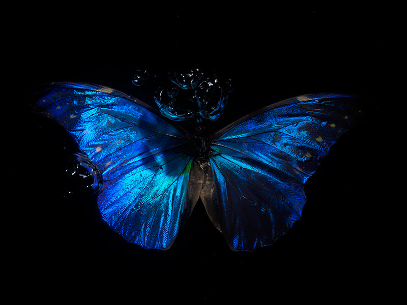 Submerged Sonata: Blue bubble Butterfly Reflections"