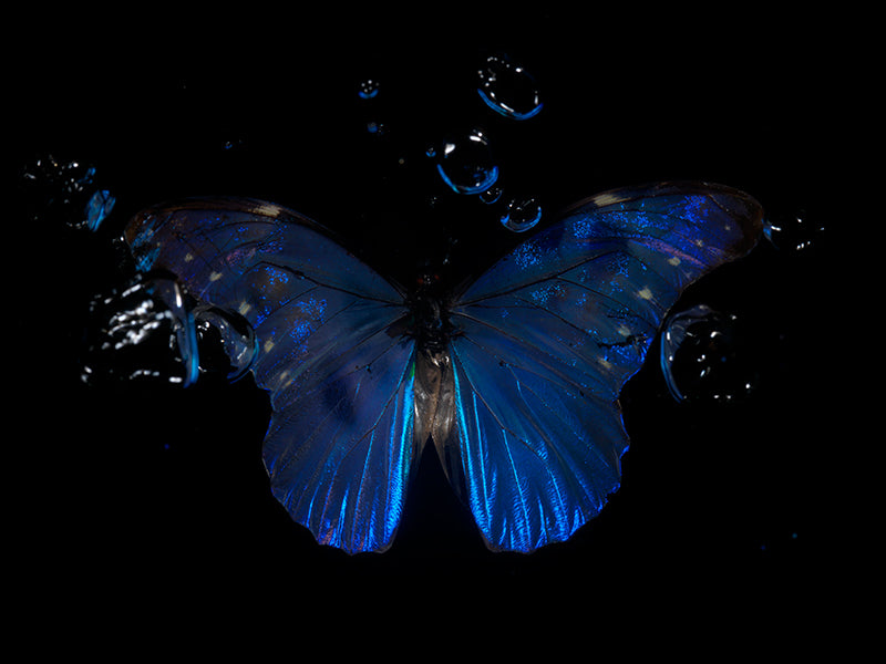 Infinite Ripples: Underwater Perspectives on Morpho Didius & Amathonte Butterflies