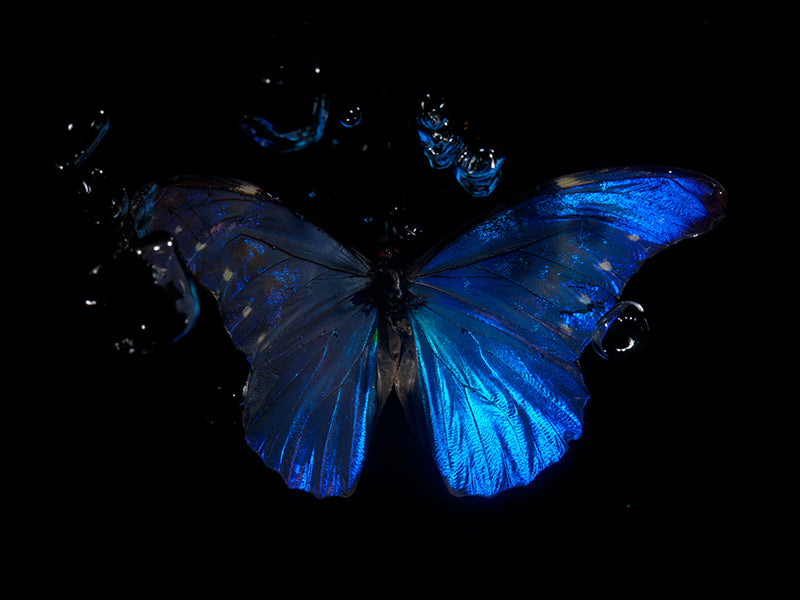 Waves of Transcendence: rare butterfly collection under the water