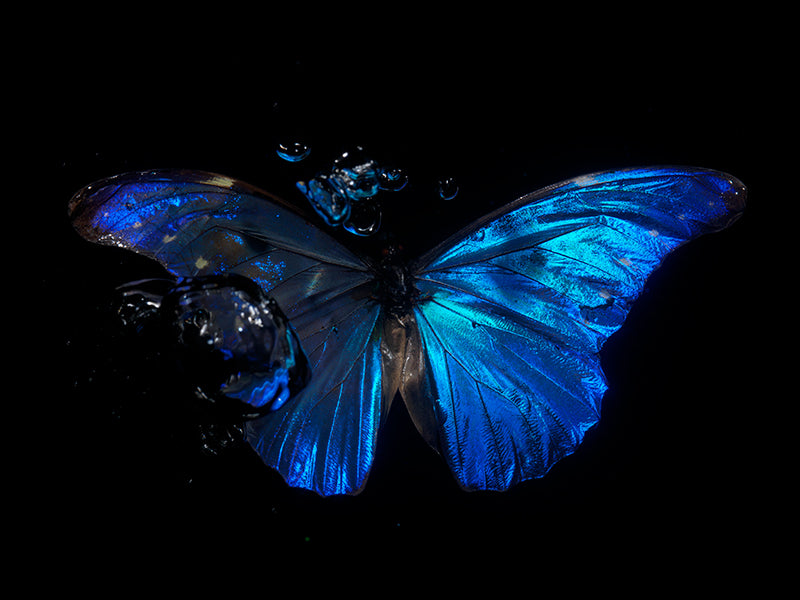Rhapsody in Blue: Morphe Blues Below the Waterline"