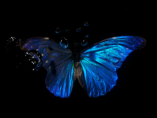 Butterfly Reflections: Underwater Chronicles of Life's Fleeting Beauty