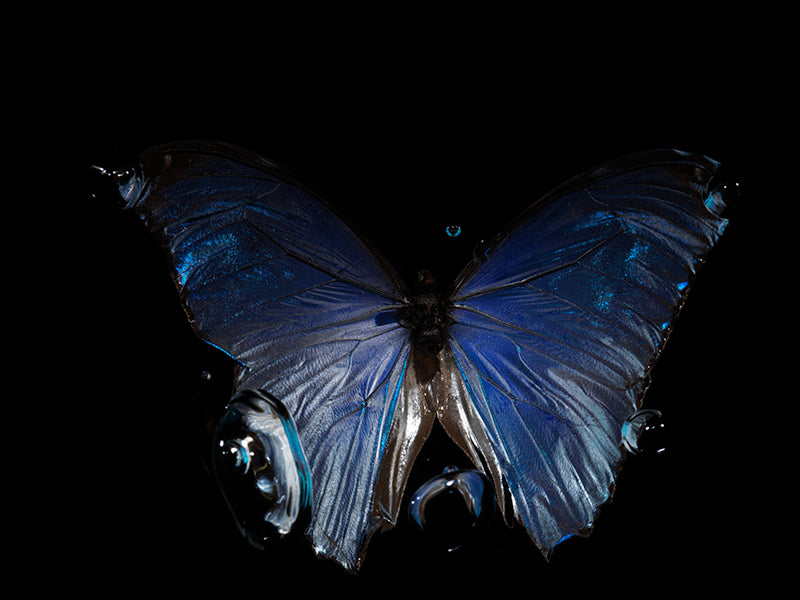 Dance in Descent: rare blue  Butterfly Ballet Below the Waves
