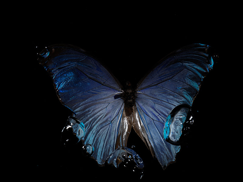 Liquid Blue Ballet Luminescence: Underwater Impressions of Morpho butterfly