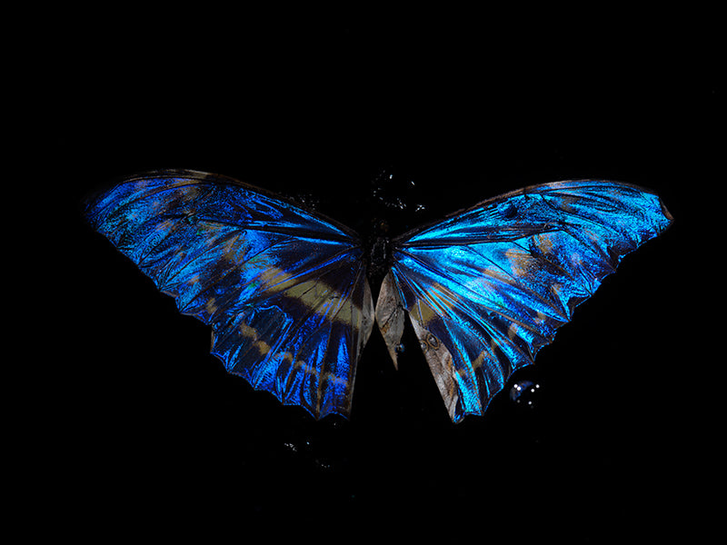 Mystical Depths: Subaquatic Insights into the Life of Morpho blue butterfly