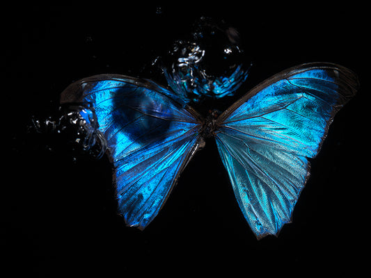 Butterfly Lament: Underwater Reflections on Life's Transience