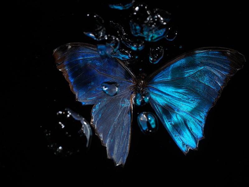Ripples of Reflection: Morpho Didius & Amathonte Below the Water's Surface