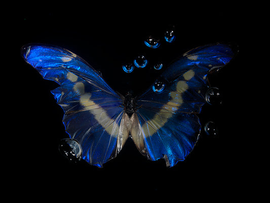 Blue Butterfly Reverie: Underwater Beauty of Morphe Didius & Amathonte Butterflies"