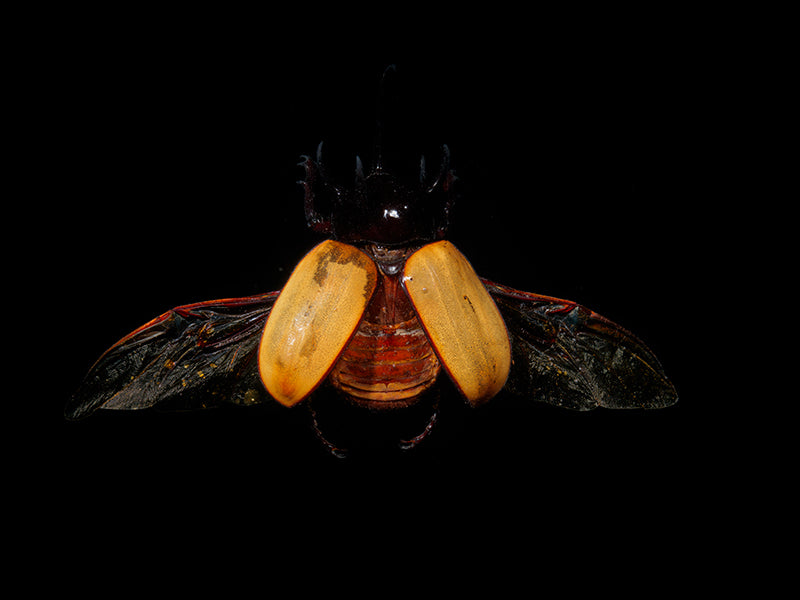 Nature's Brushstrokes: Flying Beetles in Liquid Canvas