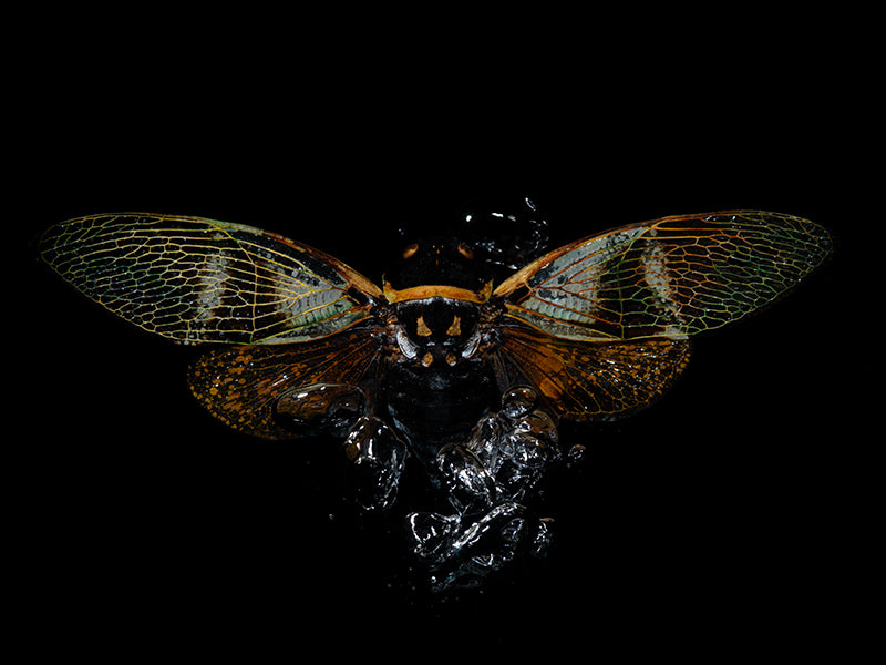 Mystical Aquatic Realms: Flying Beetles Unveiled