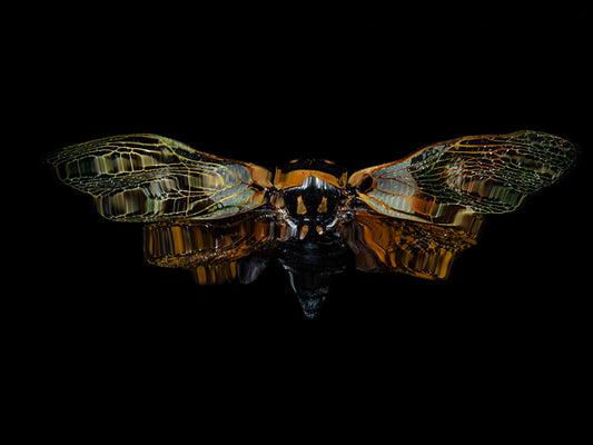 Aqueous Insects: Beetle Sagas Below the Surface