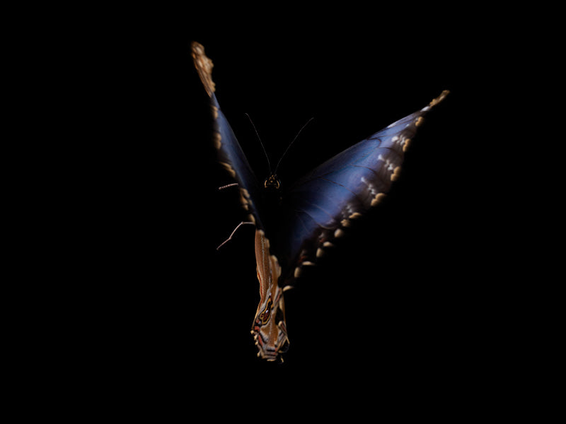 Aqua Vivarium: Breeding Butterflies in Liquid Reverie