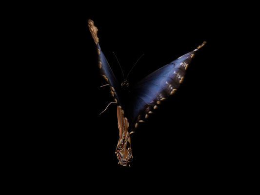 Aqua Vivarium: Breeding Butterflies in Liquid Reverie