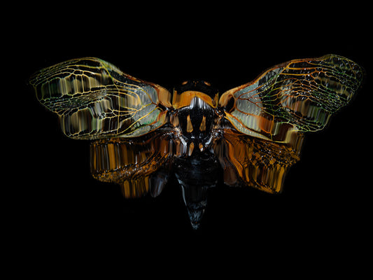 Chasing Transcendence: Underwater Beetle Fantasia