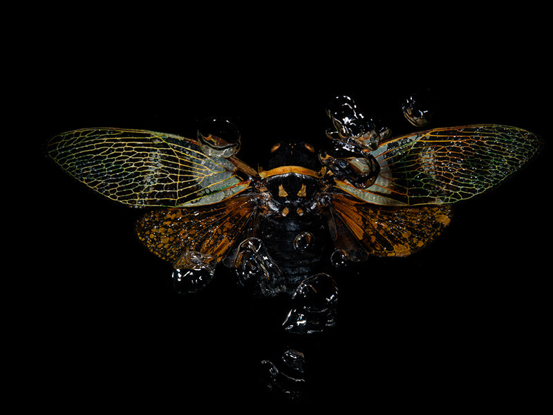 Liquid Dance: Flying Beetles in Ethereal Waters
