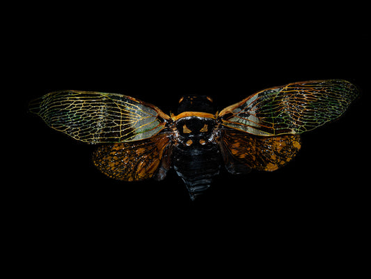 Visions of Vanitas: Beetle Reflections in Liquid Gold