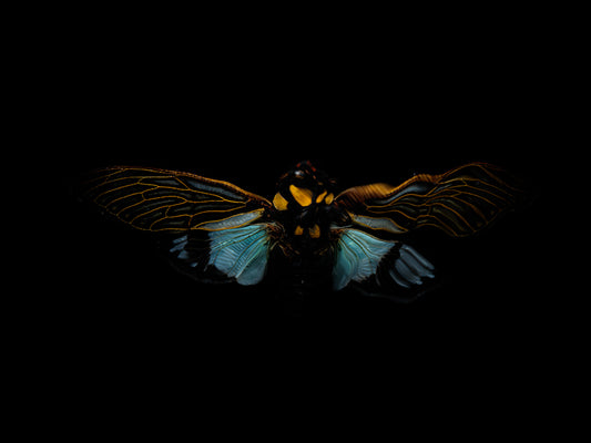 Fluid Fragility: Beetle Ballet and Life's Fleeting Beauty