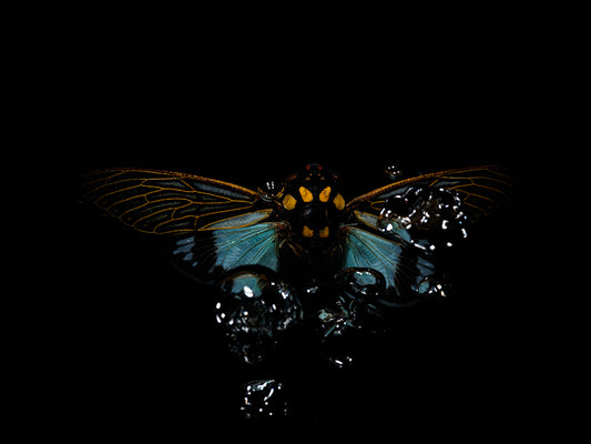 Underwater poetry: Beetle Ballet in Aquatic Echoes