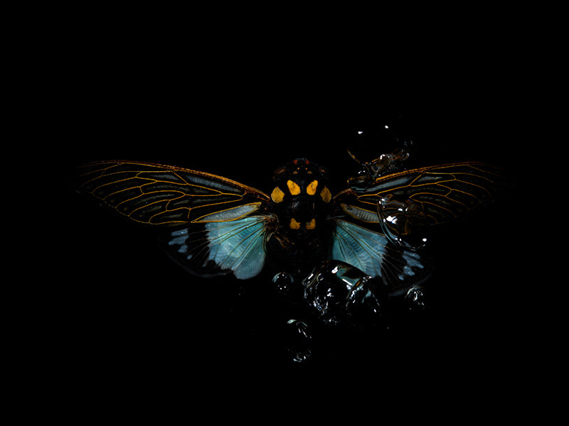Harmony of Hues: Ethereal Beetles Dancing Underwater