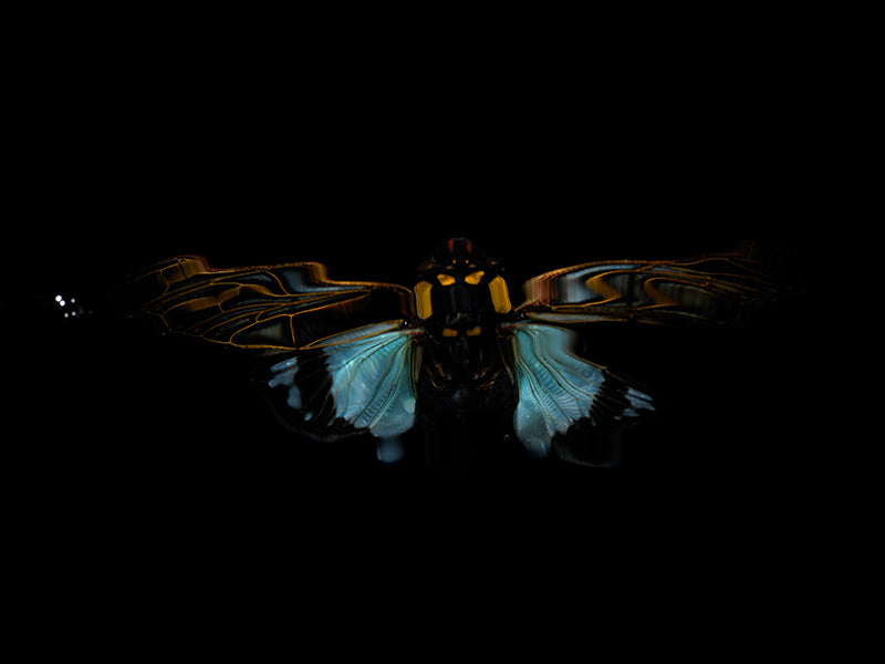Reflecting Tranquility: Flying Beetles in Liquid Dreams