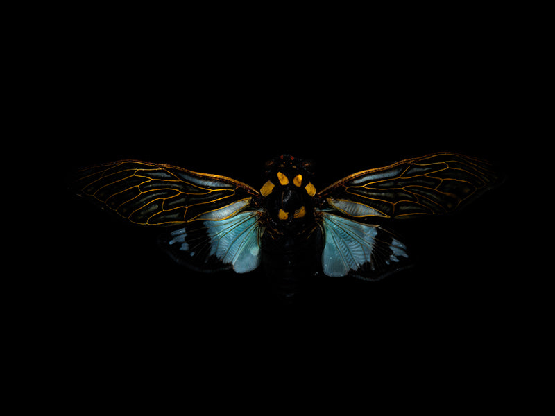 Waterborne Whispers: Underwater Beetle Elegance Unveiled