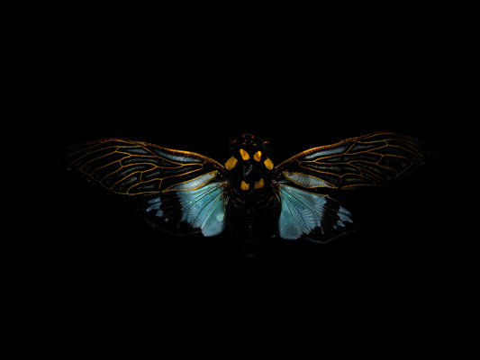 Waterborne Whispers: Underwater Beetle Elegance Unveiled