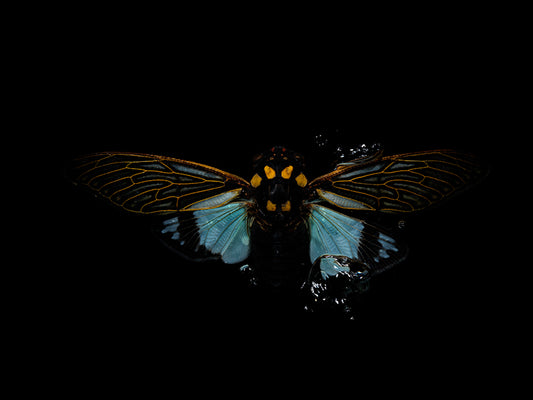 Sublime Symmetry: Ethical Beetle Portraits in Water