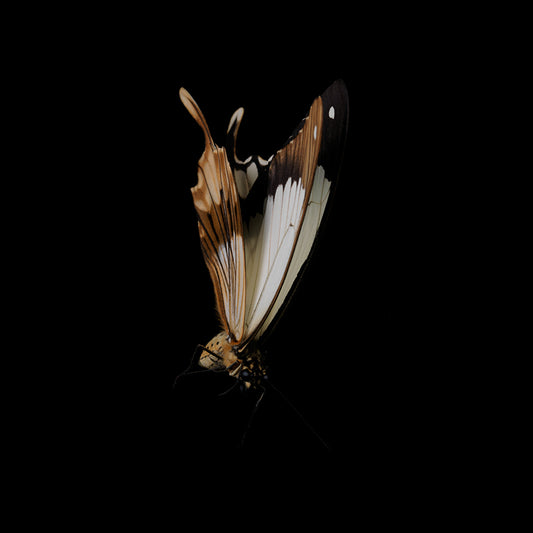 Transient Beauty: Underwater Photography of Metamorphosis