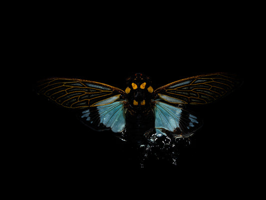 Life's Elegy: Underwater Ballet of Flying Beetles