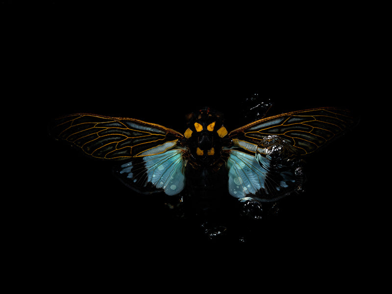 Beetle Beauty in Liquid Liquified Stillness