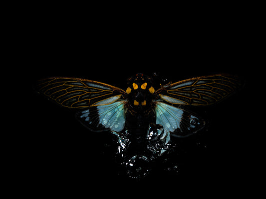 Beneath the Surface: Beetle Beauty in Liquid Water Stillness