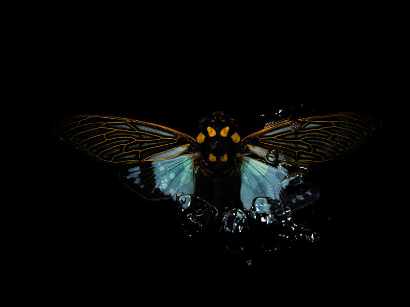 Aqueous Aesthetics: Flying Beetles in Harmonious Water