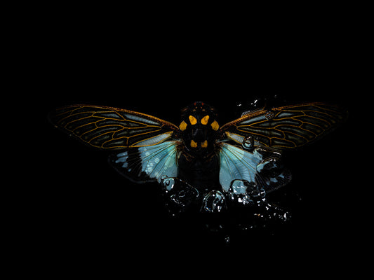 Aqueous Aesthetics: Flying Beetles in Harmonious Water