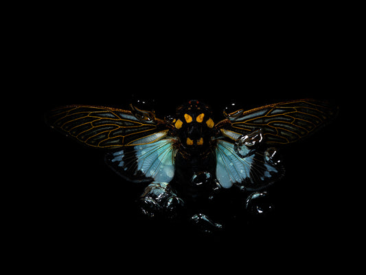 Vanishing Visions: Beetle Ballet Below the Liquid Surface