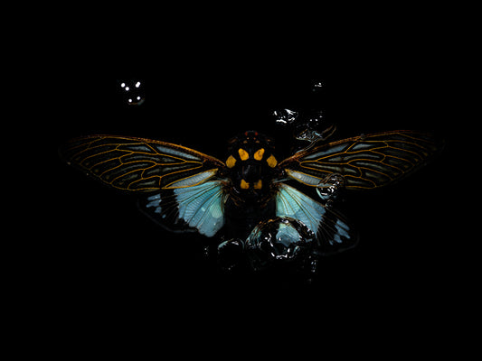 Elemental Elegance: Ethical Underwater Beetle Saga