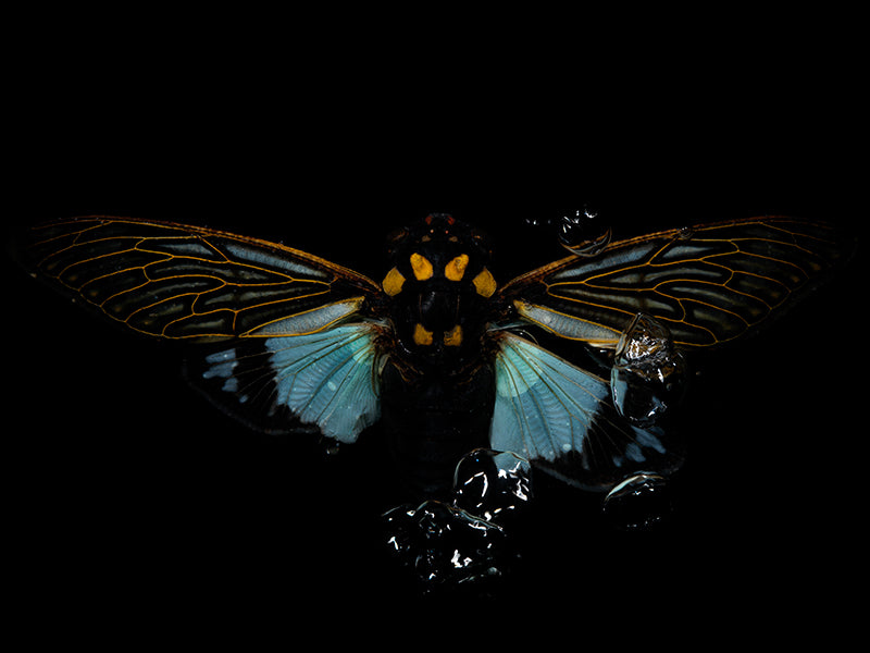 Liquid Legacies: Flying Beetles' Timeless Water Ballet