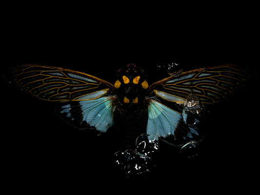 Liquid Legacies: Flying Beetles' Timeless Water Ballet