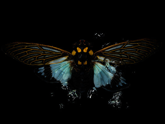 Aqua Artistry: Beetle Beauty Below the Reflective Surface