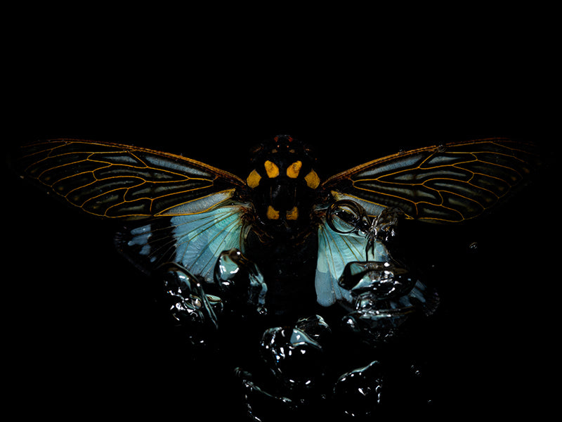 Watercolor Waters: Flying Beetles in Ethical Harmony